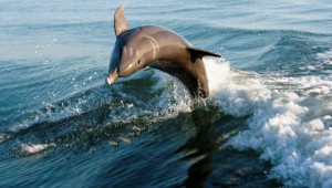 Rundreise Florida Delfine beobachten in Fort Myers Beach