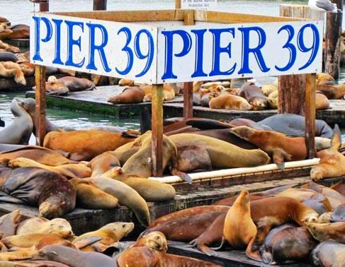 West USA Rundreise Pier 39 in Los Angeles mit der bekannten Seelöwen-Kolonie
