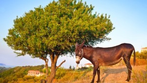 Inselhüpfen Sporaden Esel auf Alonissos