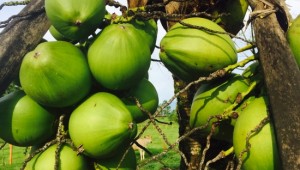 Costa Rica Reiseimpressionen - Früchte